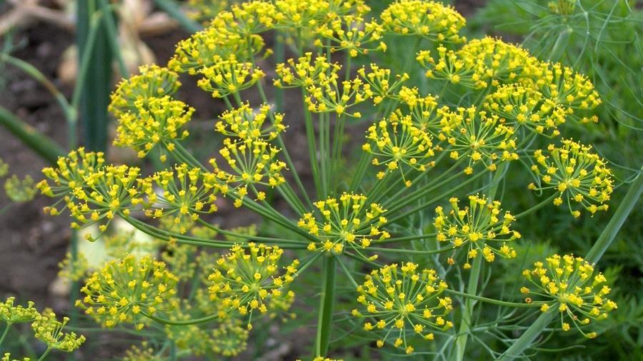 Dill Anethum graveolens (Endro - Aneto) Benefícios Principais Suporta digestão e saúde geral. Fornece poderosa proteção antioxidante. Purificação para os sistemas do corpo.