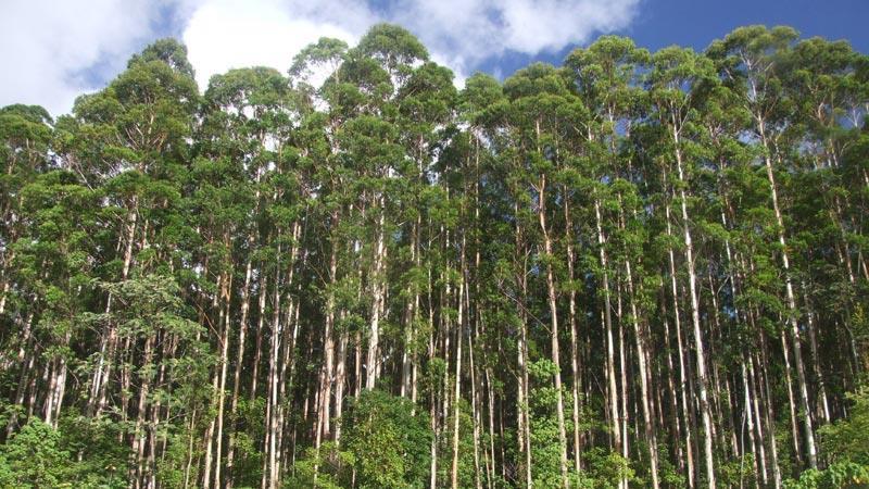 Eucalyptus Eucalyptus radiata (Eucalipto) ORIGEM: AUSTRÁLIA Benefícios Principais Ajuda a limpar a mente. Promove sentimentos de relaxamento. Promove sentimentos de respiração limpa.