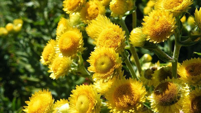 34 Helichrysum Helichrysum italicum (Sempre viva - Immortelle) Benefícios Principais Melhora a aparência da pele. Pode ajudar a promover um metabolismo saudável.