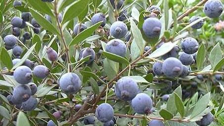 Juniper Berry Juniperus communis (Baga de zimbro) ORIGEM: BULGÁRIA Benefícios Principais Suporta rim saudável e função do trato urinário. Atua como um toner natural da pele.