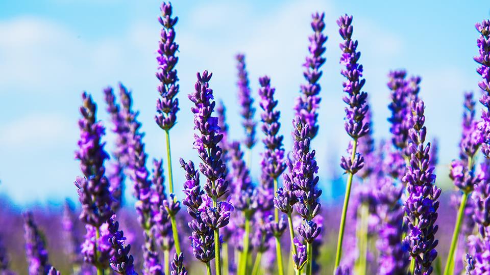 36 Lavender Lavandula angustifolia (Lavanda) ORIGEM: BELGICA Principais Benefícios Acalma irritações cutâneas ocasionais. Tomado internamente reduz a sensação de ansiedade e promove um sono tranquilo.