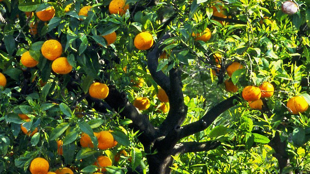 Petitgrain Citrus aurantium (Laranja amarga) Benefícios Principais Pode ajudar a apoiar a função cardiovascular saudável. Pode fornecer apoio antioxidante. Pode apoiar a função imunológica saudável.
