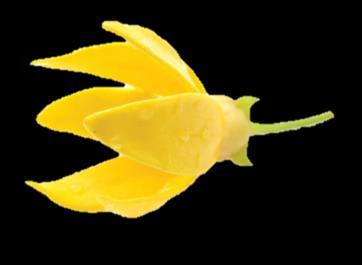 Aromática Doce, rico, picante Método de Coleta Destilação a vapor Parte da planta Flor Principais Componentes Germacrene, caryophyllene O óleo essencial de Ylang Ylang é derivado das flores em forma