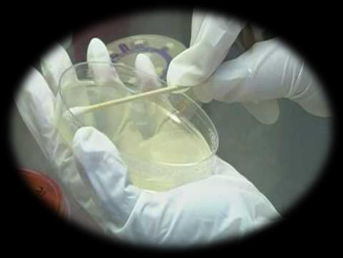 Testes Microbianos O teste microbiano envolve a análise de um lote de óleos essenciais para a presença de microorganismos bioperigosos, tais como fungos, bactérias, vírus e mofo.