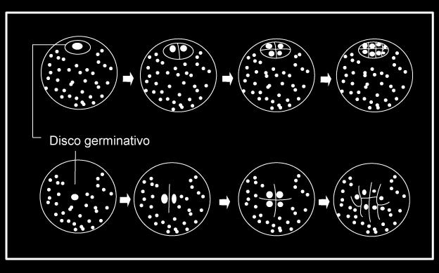 Segmentação Parcial Discoidal Comum nos ovos telolécitos, é a segmentação que