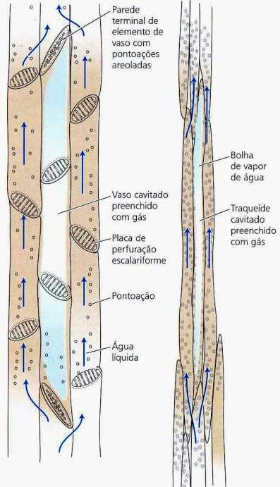 vasos do xilema, durante o fluxo