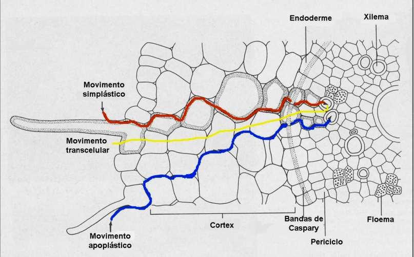 Absorção de água pelas plantas Esquema de um corte transversal de uma raiz primária, na zona pilosa, mostrando as três vias para o movimento radial da água.