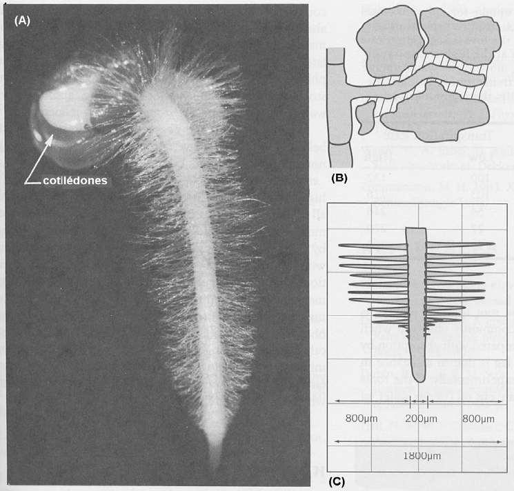 Os pêlos radiculares e a absorção da água.