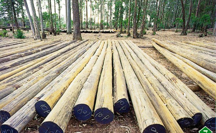 ALGUNS PRODUTOS FLORESTAIS A PARTIR DE FLORESTAS PLANTADAS Celulose e papel