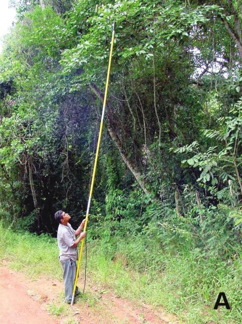 Viveiro e Produção de Mudas de Algumas Espécies... 17 de pragas e doenças. A coleta das sementes poderá ser feita no chão ou na própria árvore. Isso vai depender da espécie e do tipo de fruto.