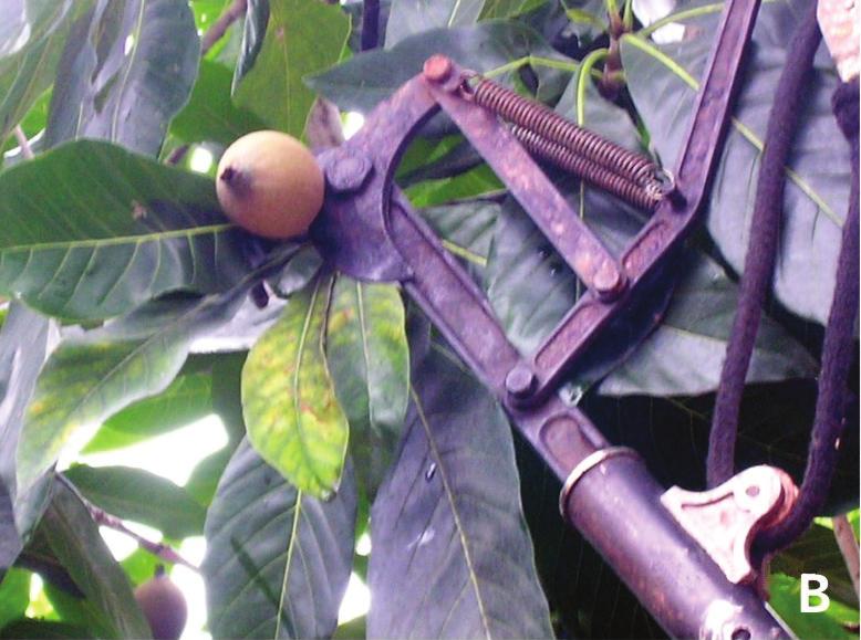 Para a coleta em plantas mais baixas, o acesso aos frutos poderá ser direto com as mãos ou com varas, escadas, ou ainda, sacudindo os galhos.