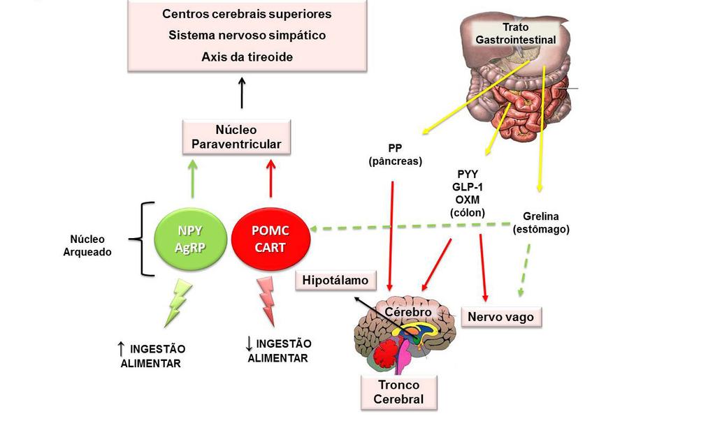 Reinaldo Barreto Oriá 391 Figura 16.1 - Principais sítios de ação dos hormônios intestinais influenciando a ingestão alimentar:hipotálamo, tronco cerebral e nervo vago.