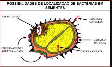 LOCALIZAÇÃO DO PATÓGENO NA SEMENTE Infecção (tecidos internos).