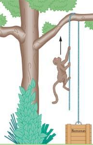 (a) Qual é a magnitude da aceleração que o macaco deve possuir se ele está prestes a levantar o pacote?