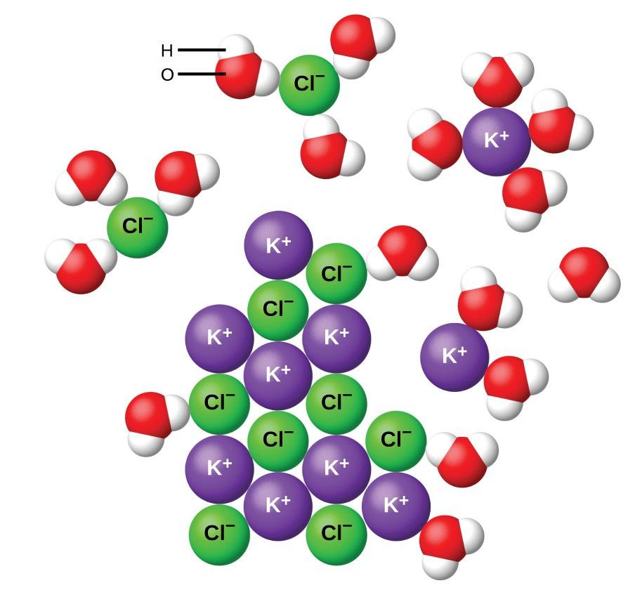 Água é um solvente A água é um solvente que dissolve grande parte das moléculas biológicas Por ser polar, geralmente dissolve