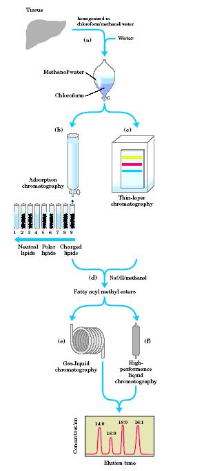 Análise de Lipídios - Resumo Extração Separação dos tipos