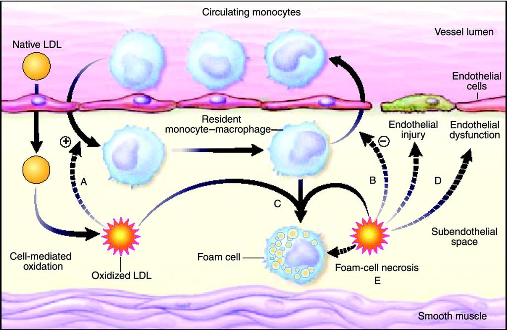 FIG. 5. Oxidative modification hypothesis of atherosclerosis Stocker, R. et al. Physiol. Rev.