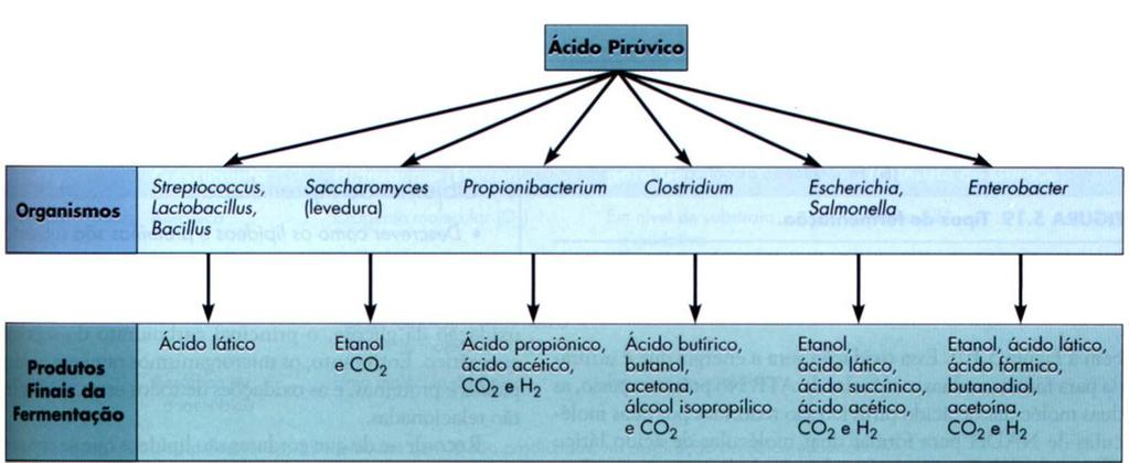 CARACTERÍSTICAS FISIOLÓGICAS E DO CRESCIMENTO BACTERIANO