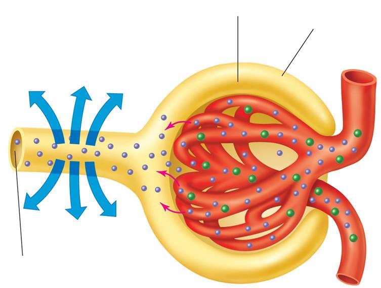 Volume reduzido Reabsorção Filtração Capsula de Bowman