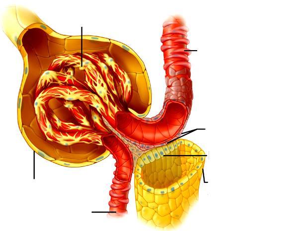 Glomérulo Arteríola eferente Células granulares ou justaglomerulares Mácula densa Células