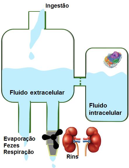 Equilíbrio eletrolítico Balanço do Ph Na +