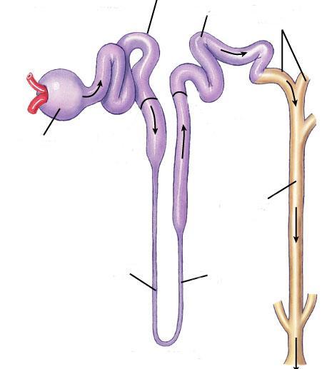 Túbulo Proximal Túbulo Distal Túbulos Coletores Cápsula de Bowman