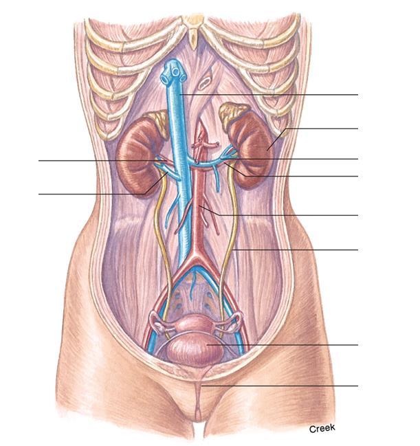 Veia cava inferior Rim Artéria renal Veia renal Veia