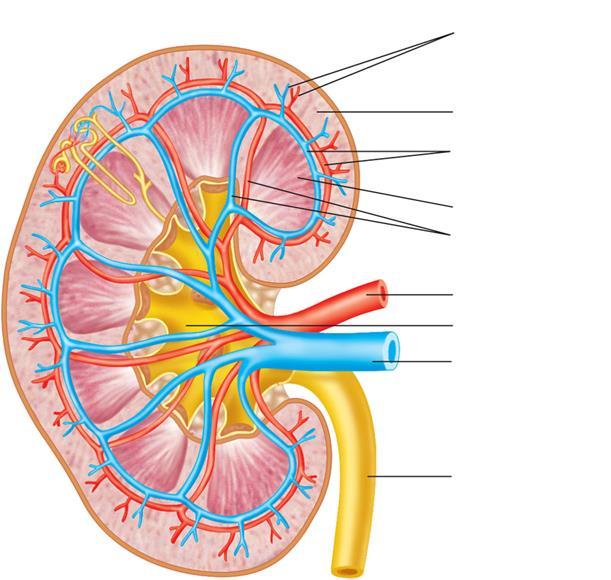 Veia e artéria interlobular Nefron Córtex renal Veia e artéria arcuada