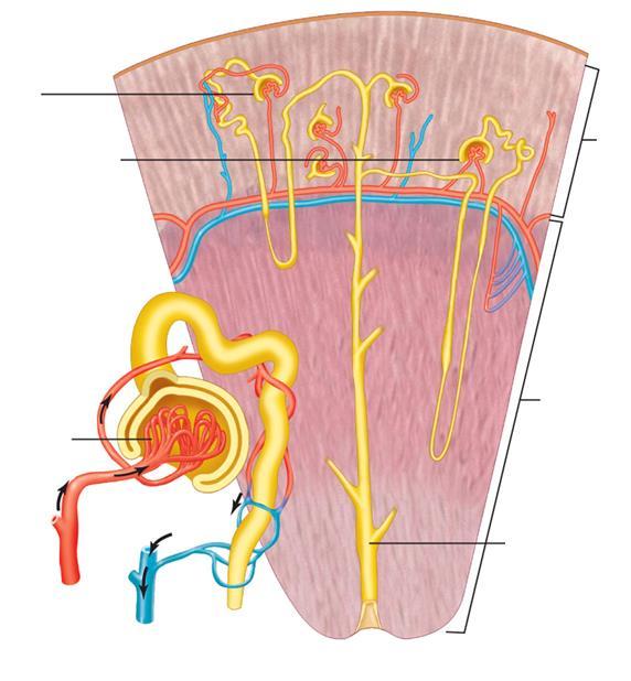 Nefron cortical Nefron justamedular Córtex Arteríola aferente Arteríola