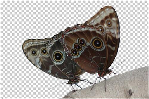 22. Agora clique no Menu Abrir e abra a imagem de uma borboleta: borboleta limpa1.png 23.