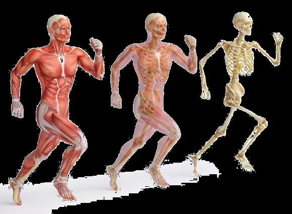 Introdução A Educação Física trabalha com um componente importantíssimo do ser humano: o sistema musculoesquelético.
