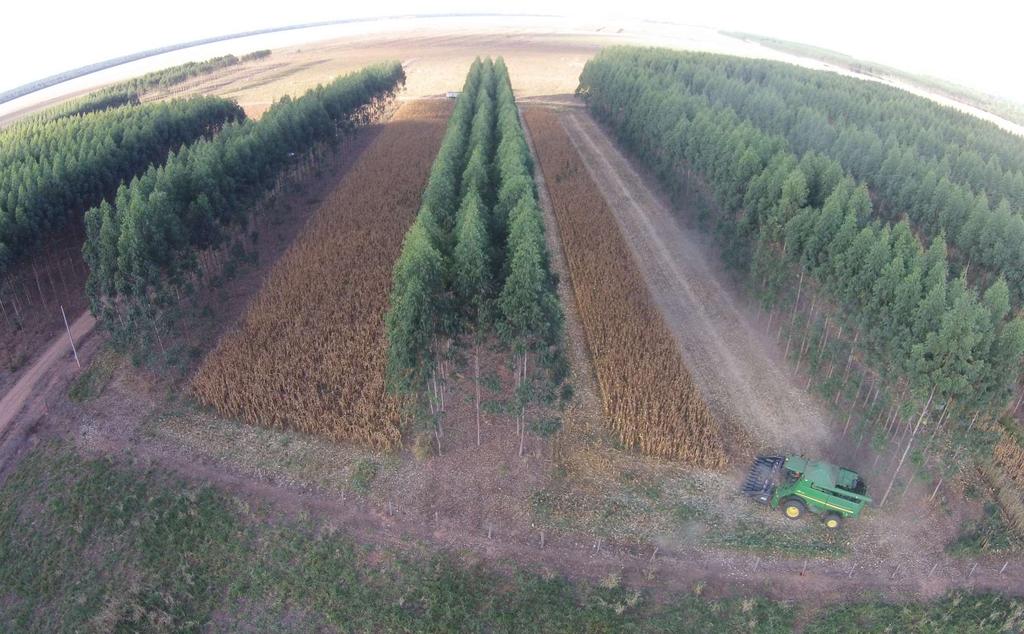 As árvores são mais eficientes que as culturas agrícolas na utilização dos recursos.