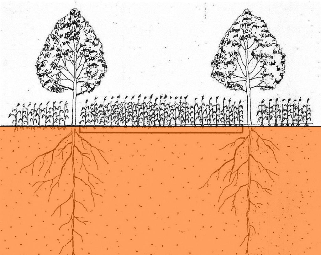 Interações entre as espécies arbóreas e agrícolas O grande desafio será compreender a interação das raízes das árvores com os demais