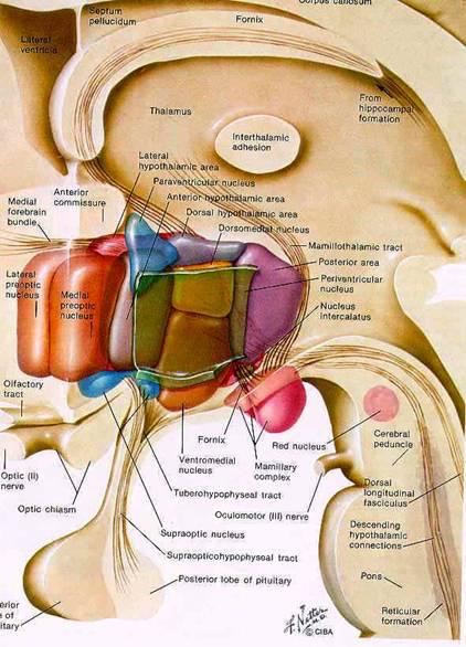 Dá origem a fibras que influenciam neurônios préganglionares situados no tronco encefálico e mesmo na medula espinhal.