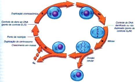 Ciclo Celular Síntese de DNA