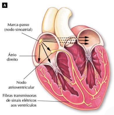 Circulação Pulmonar (Pequena): Coração Pulmões Coração Circulação Sistêmica (Grande): Coração Todo o Corpo Coração Os movimentos cardíacos (batimentos) são executados
