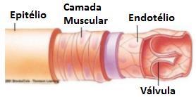 vasos aferentes (saem do coração e chegam aos órgãos); Veias e Vênulas: De médio