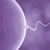 Proliferação das espermatogônias por sucessivas divisões mitóticas Espermiogênese Maturação Crescimento Proliferativa Pequeno aumento no citoplasma