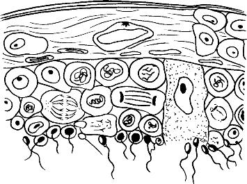 21 241 Biologia 14. No processo de espermatogênese ocorrem os seguintes fenômenos: meiose (I), diferenciação celular (II), interfase (III) e mitose (IV). a.