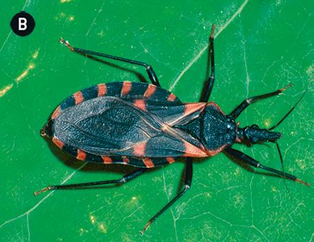 O agente etiológico (causador) é o Trypanosoma cruzi, um protozoário flagelado.