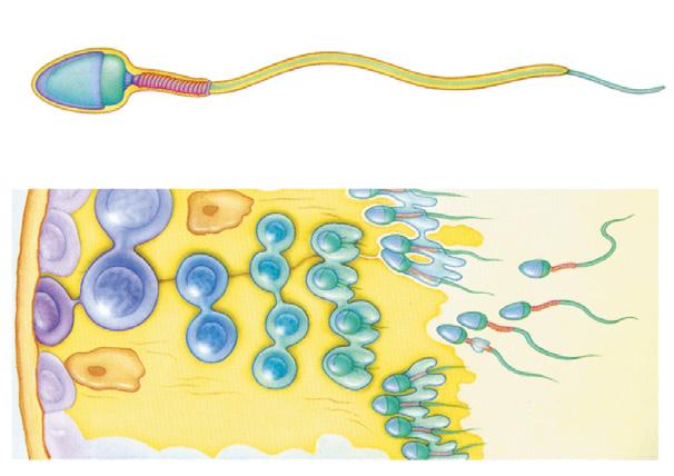 208 Ciências da Natureza e suas Tecnologias Biologia 241 21 1. Gametogênese A. Introdução A gametogênese é o processo no qual os gametas são produzidos pelos organismos dotados de reprodução sexuada.