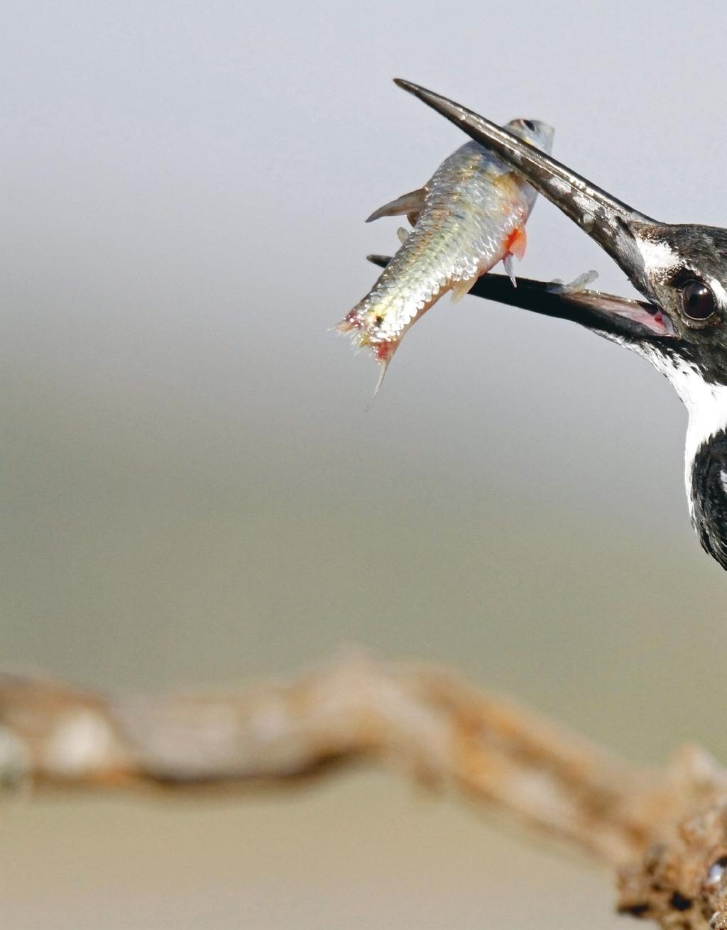 Comunidade e população 13 251 As espécies que interagem no ecossistema vêm sendo selecionadas há milhões de anos pela natureza e estão em equilíbrio entre si e