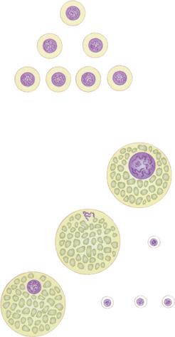 Fase de proliferação Ovogônias (2n) 21 241 Fase de crescimento Ovócito primário (2n) Biologia Fase de maturação Ovócito secundário (n) 1º corpúsculo polar (n) Óvulo (n) D.