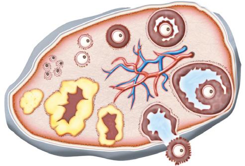 Ciclo menstrual O ciclo menstrual é definido como o período entre duas menstruações consecutivas.