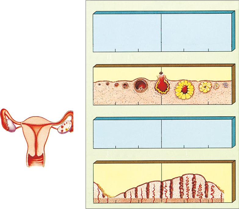 Juntos, o estrógeno e a progesterona passam a inibir a hipófise.