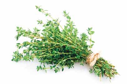 COLHEITA (TOMILHO) 18 Assim como o alecrim, o tomilho é uma planta que pode viver produzindo por muitos anos. No entanto, com o avanço da idade, pode reduzir a produtividade e a qualidade das folhas.