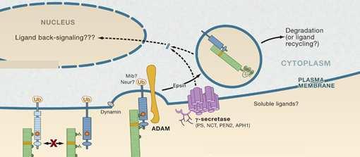Sinalização Intracelular Dependente de Proteólise Via