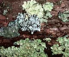 Os líquenes são associações entre algas fotossintéticas e fungos.