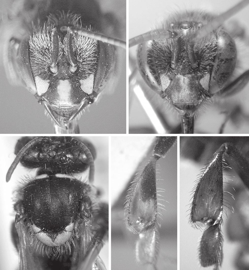 89 propódeo com algumas cerdas simples longas, com cerca de 0,24 mm. Margem posterior de T2 com duas fileiras, intercaladas, de cerdas curtíssimas (0,02-0,03 mm).