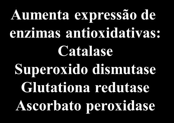 as membranas Aumento na síntese de aminas